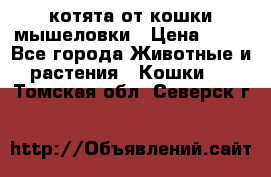 котята от кошки мышеловки › Цена ­ 10 - Все города Животные и растения » Кошки   . Томская обл.,Северск г.